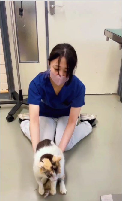 床に置かれる猫