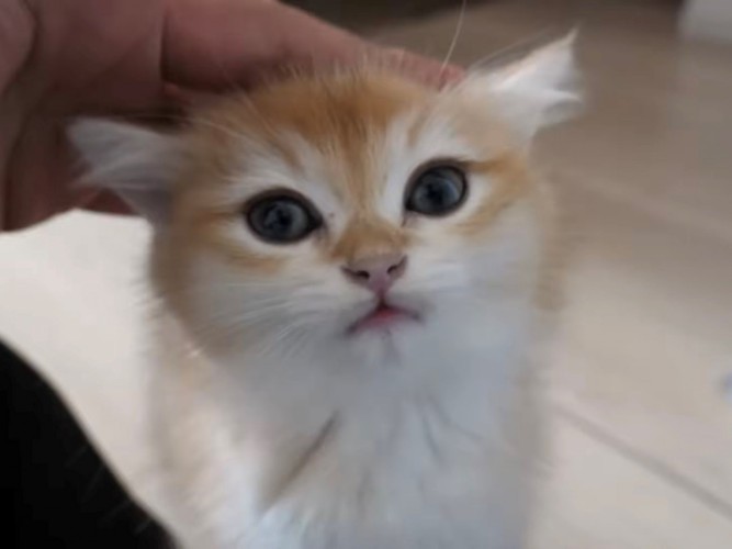 カメラ目線でなでられる子猫