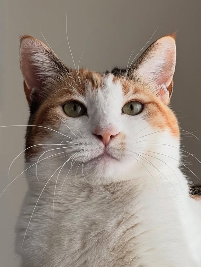 三毛猫の顔アップ