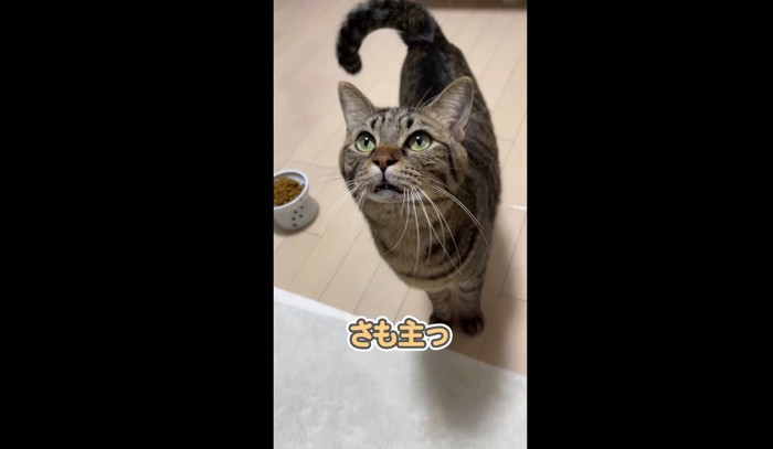 見上げる猫（さも主っ）