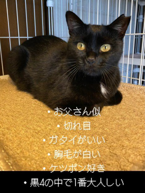 香箱座りの猫