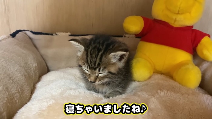寝ている子猫
