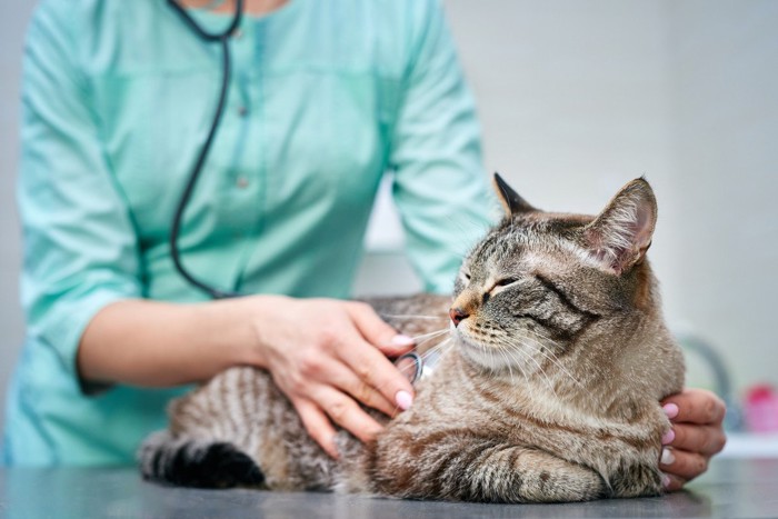 触診される猫