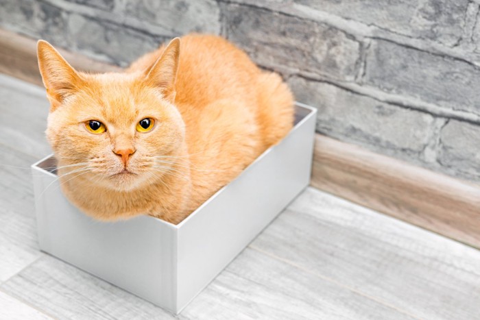 小さな箱に入る猫