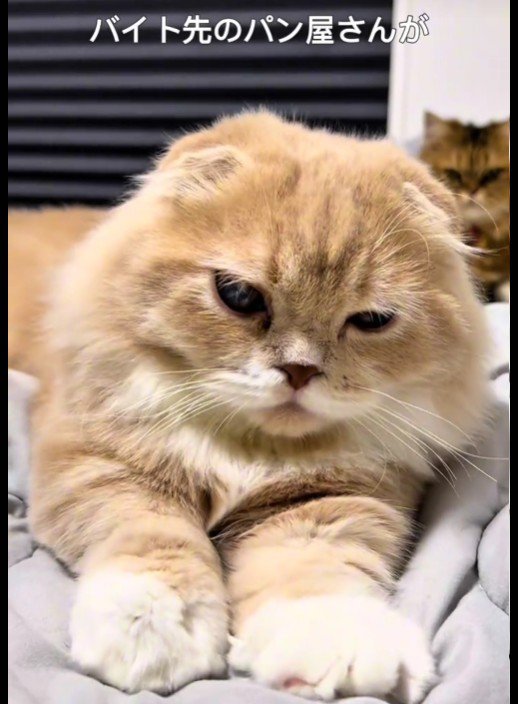 猫を見ている猫