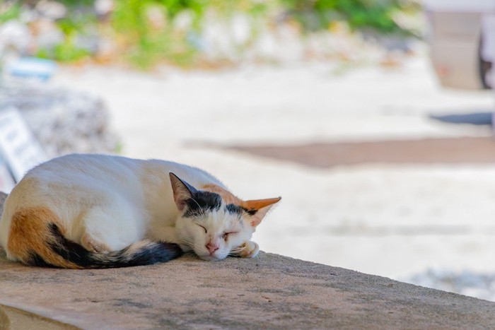 丸くなって寝る三毛猫