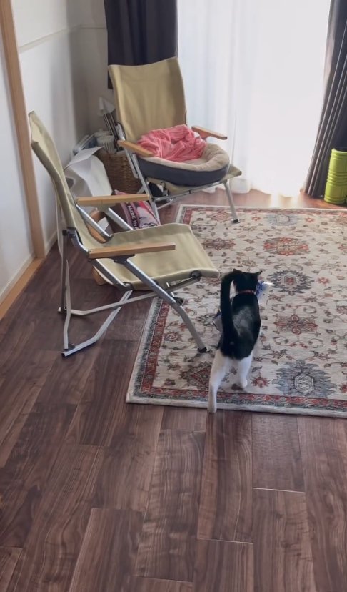 ラグの画面手前がわを歩いている猫の後ろ姿