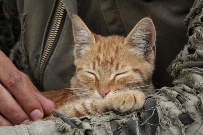 兵士に抱かれる猫
