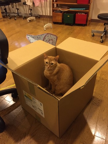 茶色の猫がダンボールに入っている