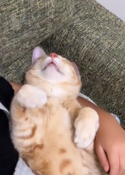 警戒心ゼロで女の子の膝の上で眠る猫