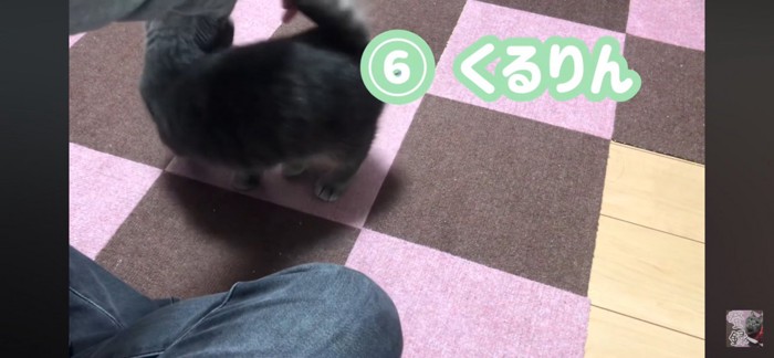 くるくる回る猫