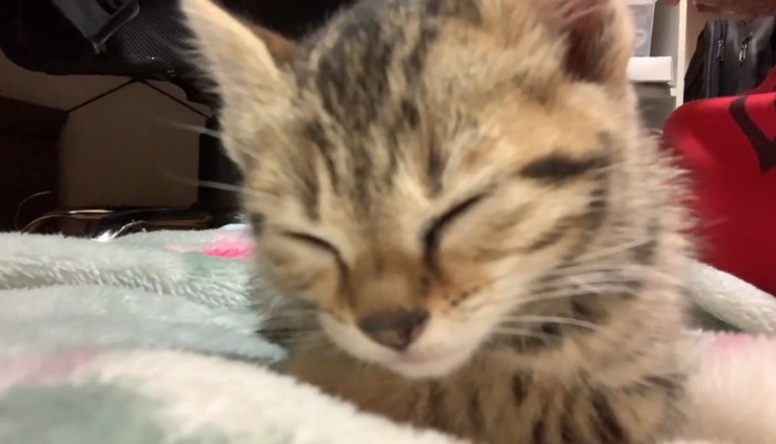 子猫のアップ
