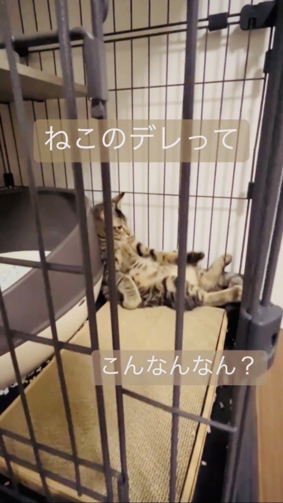 ケージの中でくつろぐキジトラ猫