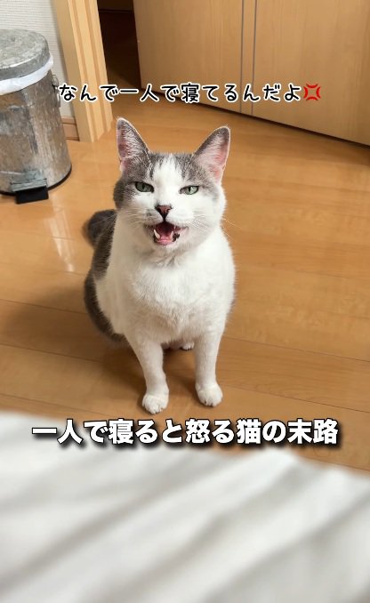 座って怒っている猫