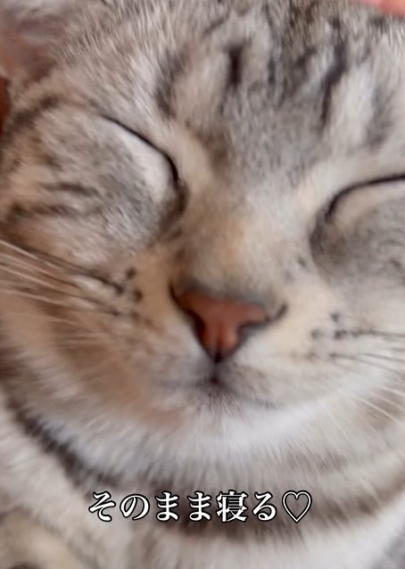 目を瞑る猫(そのまま寝る♡)