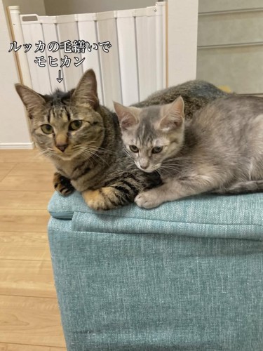 寄り添う2匹の猫