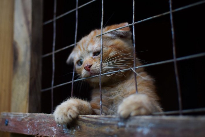 檻の外をのぞく猫