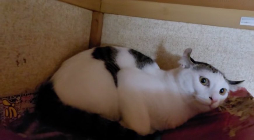 不機嫌そうな猫