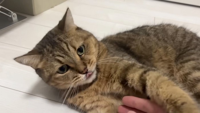 蹴る猫