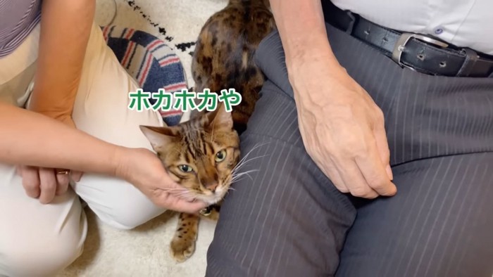 人の間にいる猫