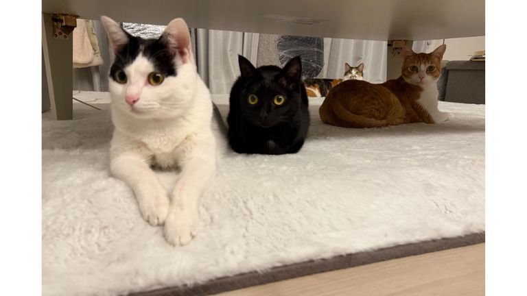 室内にいる猫たち