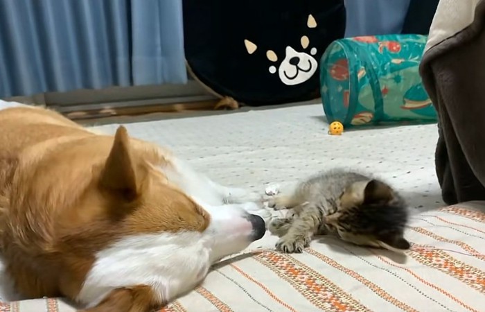 子猫と遊ぶ犬