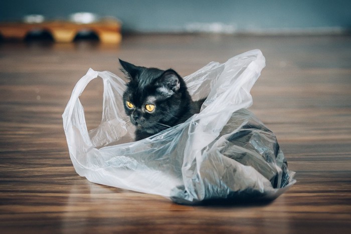 レジ袋の中の黒猫
