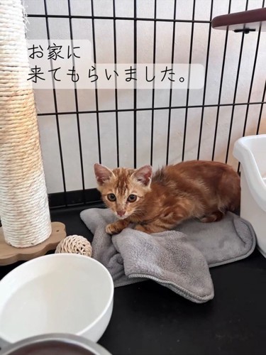 ケージの中にいる子猫