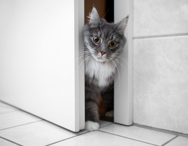 お風呂のドアから入ってくる猫