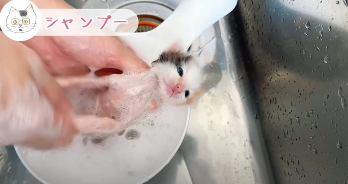 仰向けの三毛猫