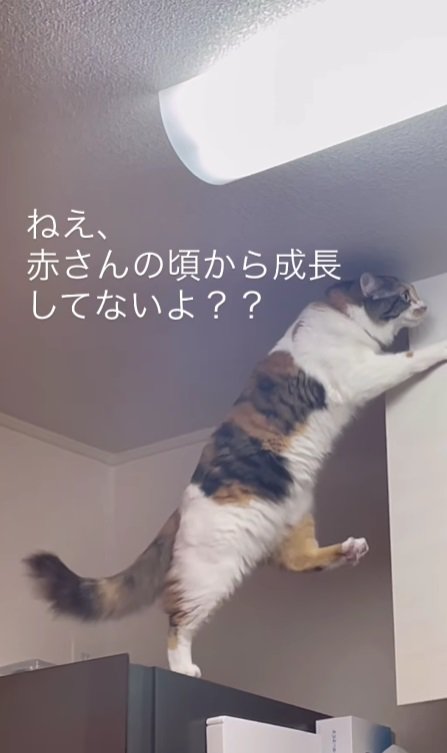 足をあげる猫