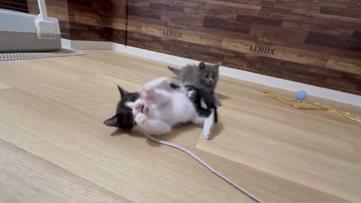 転ぶ子猫