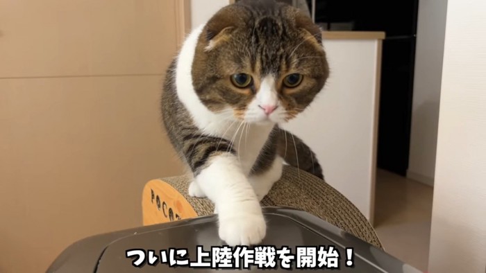 ゴミ箱に乗ろうとする猫