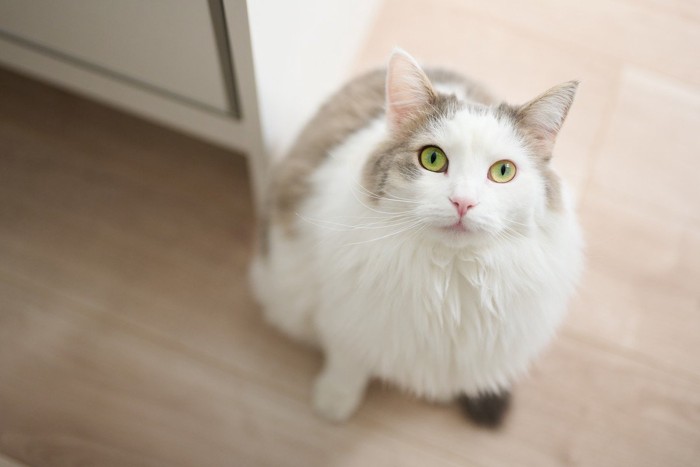 飛んでくる寸前に見上げる猫