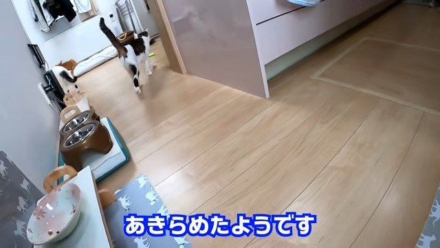 猫の後ろ姿