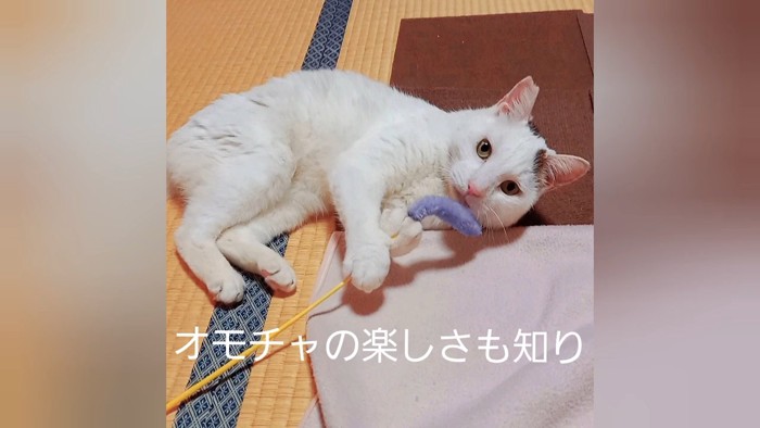 猫じゃらしで遊ぶ猫