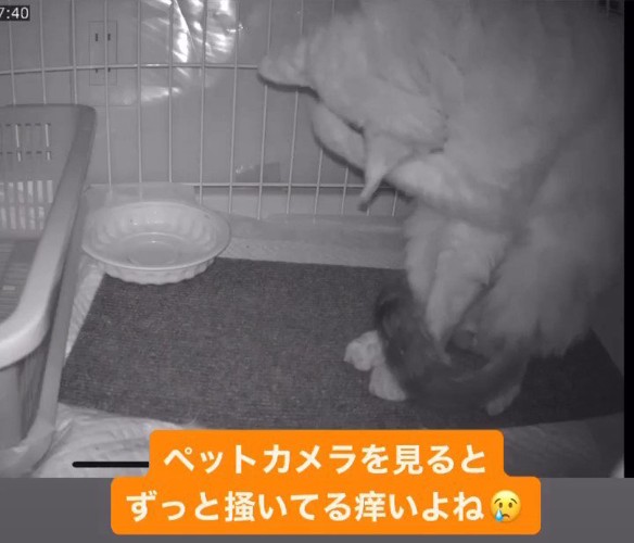 前足で顔をかく猫