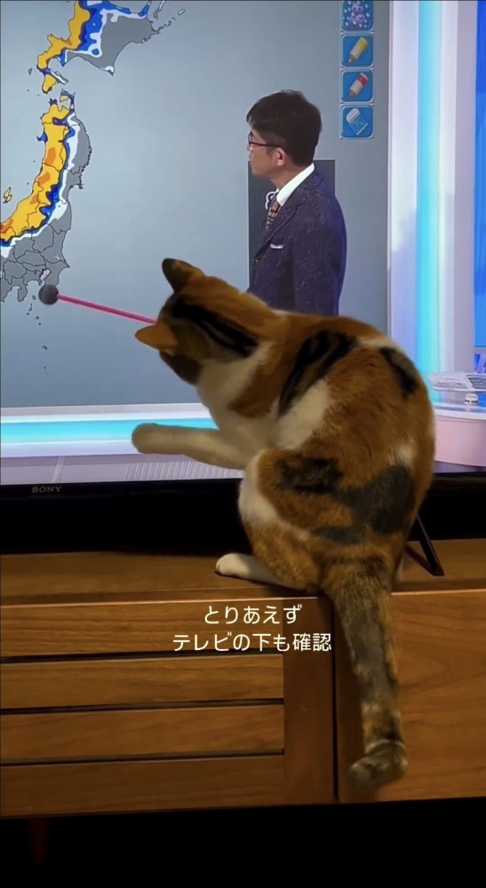 テレビを見る猫