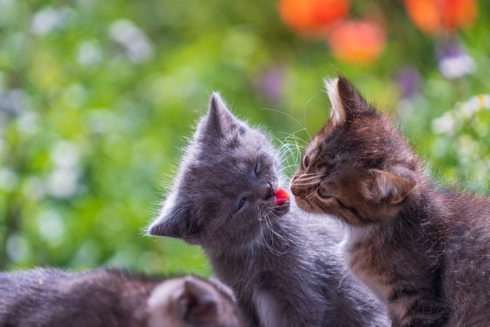 じゃれあう子猫たち