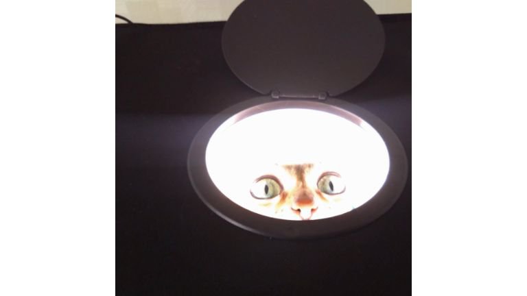 小型スタジオにいる猫