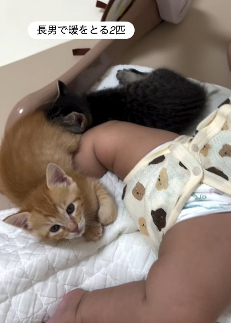 寝ている赤ちゃんに寄り添っている2匹の子猫