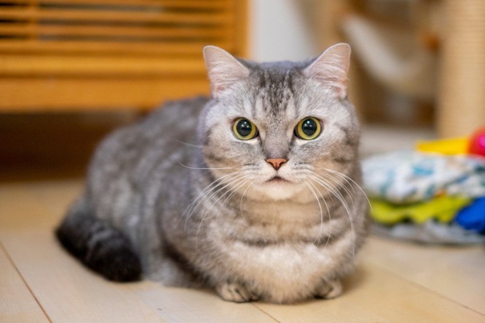 マンチカン_猫_短足