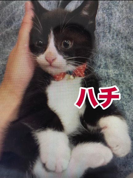 仰向けの子猫1