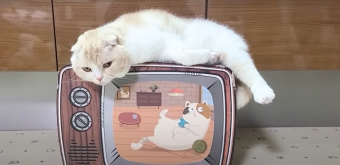 猫