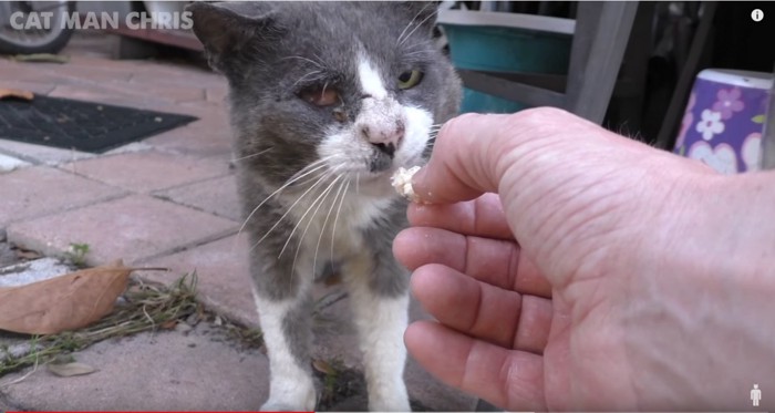 男性の手と猫