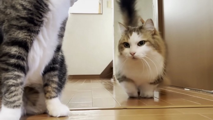 降りてきた秀吉