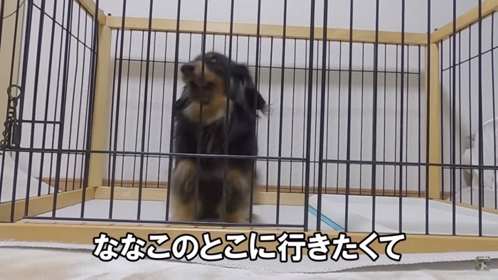 妹に会いたい犬