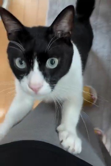 立ち上がる猫