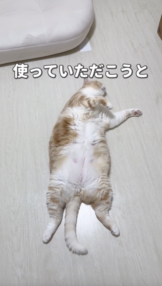 寝転がる猫