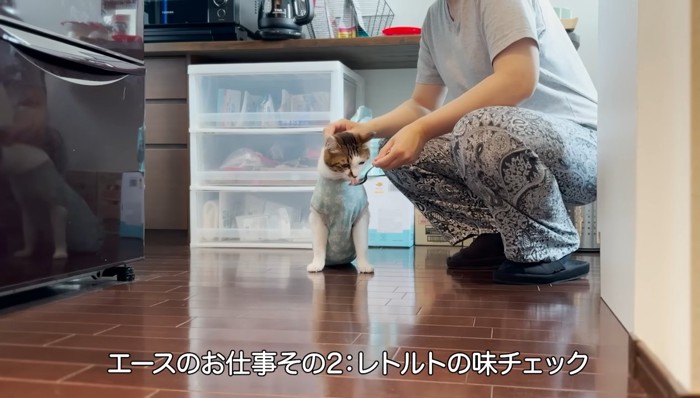 スプーンで味見をする猫